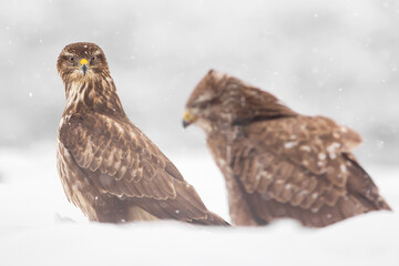 Common buzzard (Buteo buteo) in the fields in winter snow, buzzards fighting for food in natural habitat, hawk bird on the ground, predatory bird close up winter bird