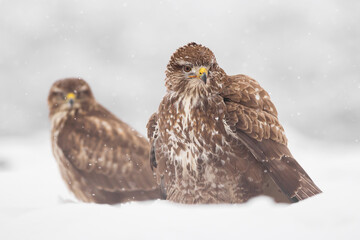 Common buzzard (Buteo buteo) in the fields in winter snow, buzzards fighting for food in natural habitat, hawk bird on the ground, predatory bird close up winter bird