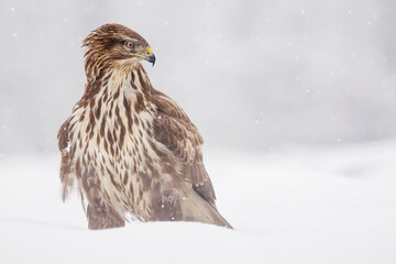 Common buzzard (Buteo buteo) in the fields in winter snow, buzzards fighting for food in natural habitat, hawk bird on the ground, predatory bird close up winter bird