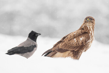 Common buzzard (Buteo buteo) in the fields in winter snow, buzzards fighting for food in natural habitat, hawk bird on the ground, predatory bird close up winter bird