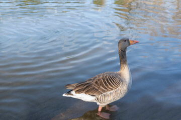 Naklejka na ściany i meble Gray geese on the lake