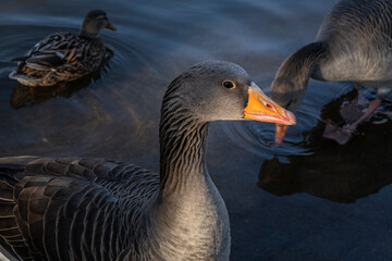 Gray geese on the lake