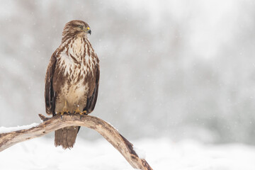 Common buzzard (Buteo buteo) in the fields in winter snow, buzzards fighting for food in natural habitat, hawk bird on the ground, predatory bird close up winter bird