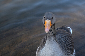 Gray geese on the lake