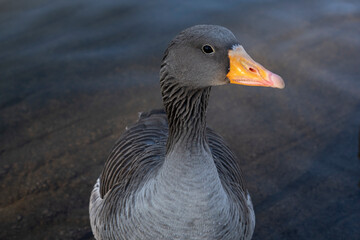 Gray geese on the lake