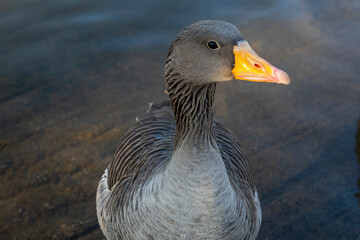 Gray geese on the lake