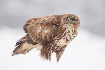 Common buzzard (Buteo buteo) in the fields in winter snow, buzzards fighting for food in natural habitat, hawk bird on the ground, predatory bird close up winter bird