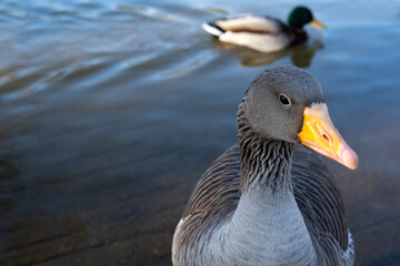 Gray geese on the lake
