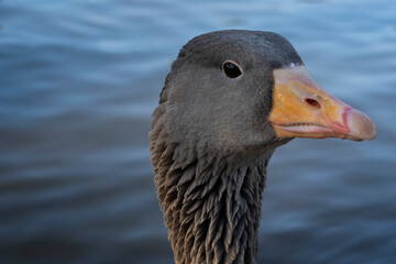 Gray geese on the lake