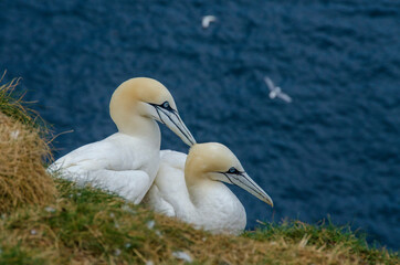 Gannets Nesting