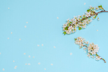 Blooming cherry branch with white flowers on a blue background. Seasonality concept, spring. Flat lay, copy space, space for text. View from above.