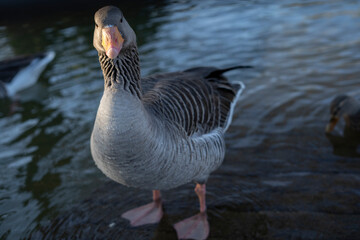 Gray geese on the lake