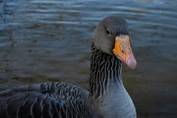 Gray geese on the lake