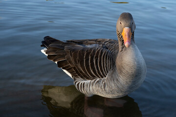 Gray geese on the lake