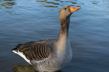 Gray geese on the lake
