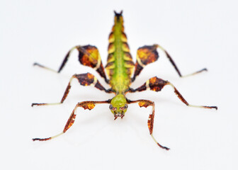 Phyllium mabantai extreme insect macro 