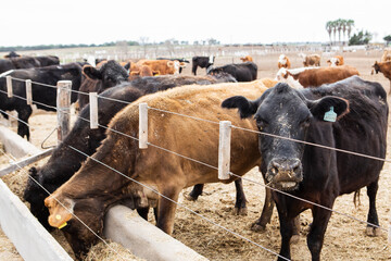 Vacas