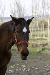 Naklejka premium Horse in stable