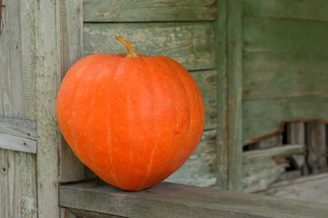 Orange pumpkin on the geen wooden veranda.