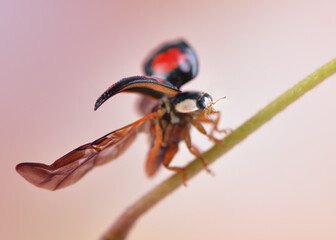 Amazing macro polish wild ladybug starting 