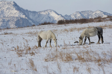 Horses in the mountains in winter time