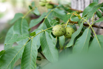 Green walnut on the tree