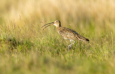 Curlew, Scientific name: Numenius arquata.  Adult Eurasian curlew facing left and calling with beak open in natural grassland habitat.  Blurred background.  Horizontal.  Space for copy.