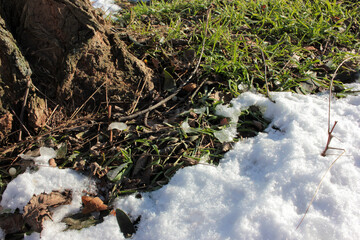 Close-up of tree trunk and melting snow on green grass during spring thaw. Warm sunny day. 