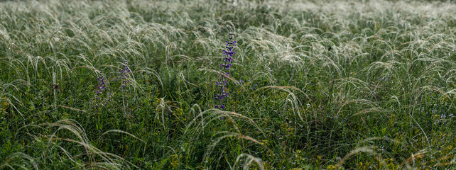 Spring feather grass with dew in steppe