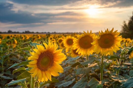 Agricultural summer landscape with sunflowers © firewings