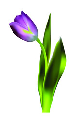 Lilac-colored tulip on white background. spring flower.