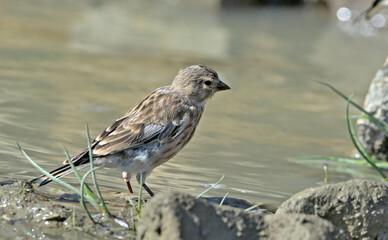 Common Linnet (Linaria cannabina), Greece