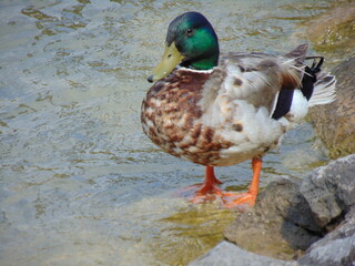 duck on the water