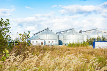 Obraz premium Silver silos on agro manufacturing plant for processing drying cleaning and storage of agricultural products, flour, cereals and grain. Large iron barrels of grain. Granary elevator