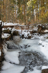 Fototapeta premium Frozen stream in fir forest in Sweden.