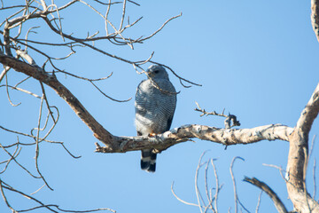 aguililla gris