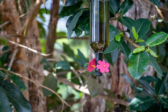 Diy Humming Bird Feeder With Reused Bottle