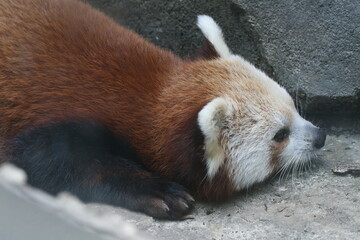 close up of a red panda