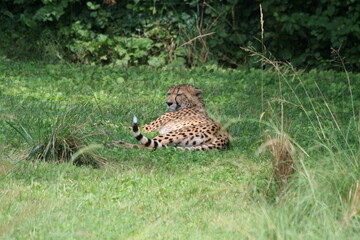 leopard in the grass