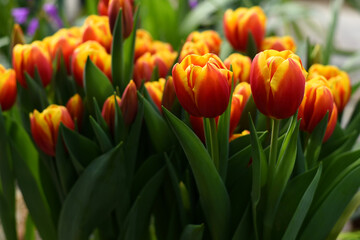 Group of red yelow tulips in the greenhouse