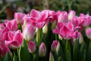 Obraz premium Group of white pink tulips in the greenhouse