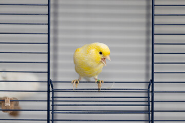 The yellow canary wants to get out of the cage 