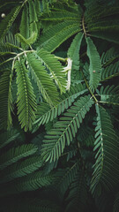 Fototapeta na wymiar Sengon leaves