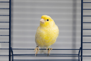 The yellow canary wants to get out of the cage 