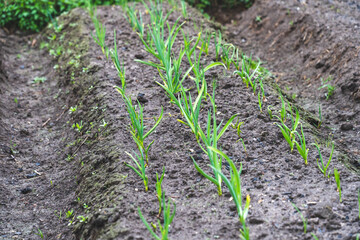 young garlic on the ground in the garden, concept of ecological food growing, young garlic shoots in the spring after winter