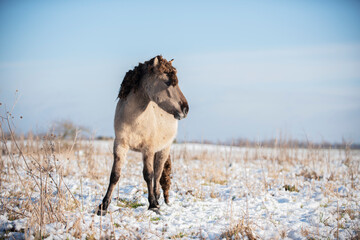 Wild konik horse © Danique