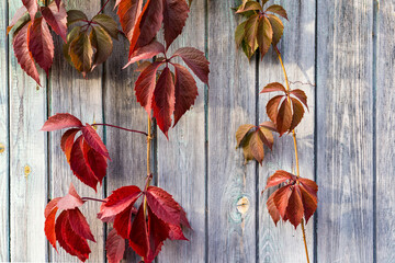 orange leaves of a vineyard on a wooden background, selective focus tinted image, space for text