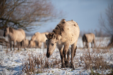 Wild konik horses © Danique