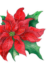 Red poinsettia flower watercolor drawing