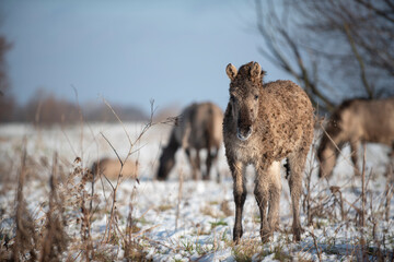 Wild konik horses © Danique